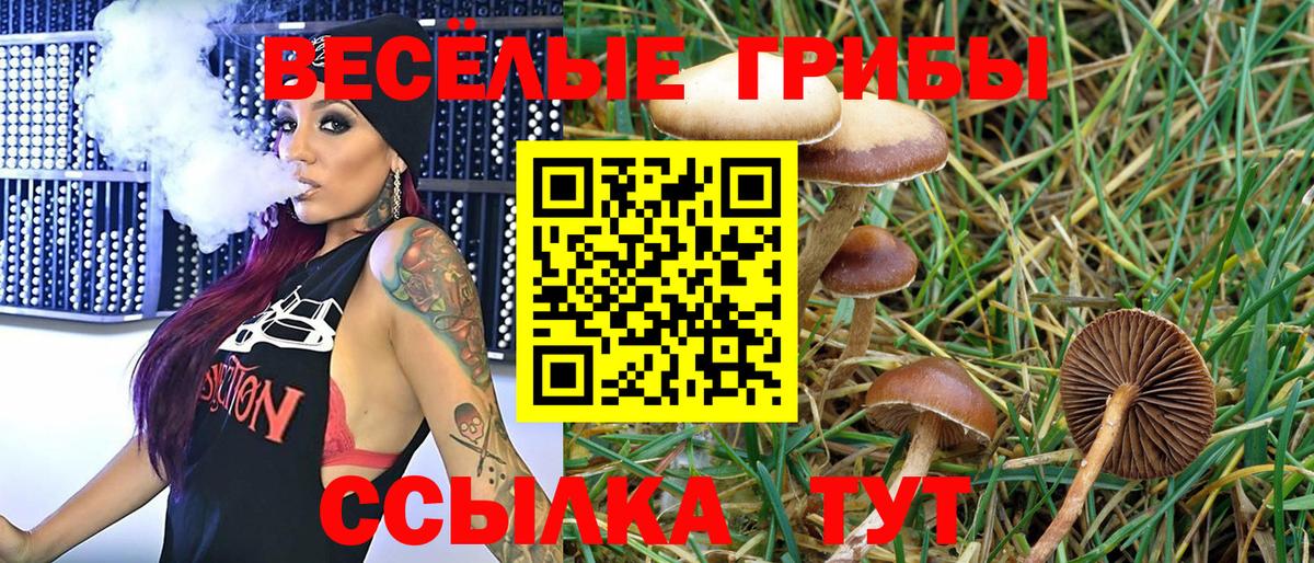 Гатчина  Псилоцибиновые грибы Cubensis  Вход с VPN 